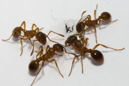 Уничтожение муравьев   в Жуковске 