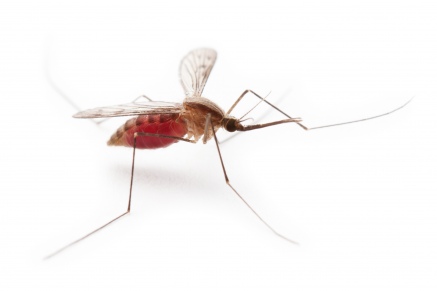Уничтожение комаров   в Жуковске 